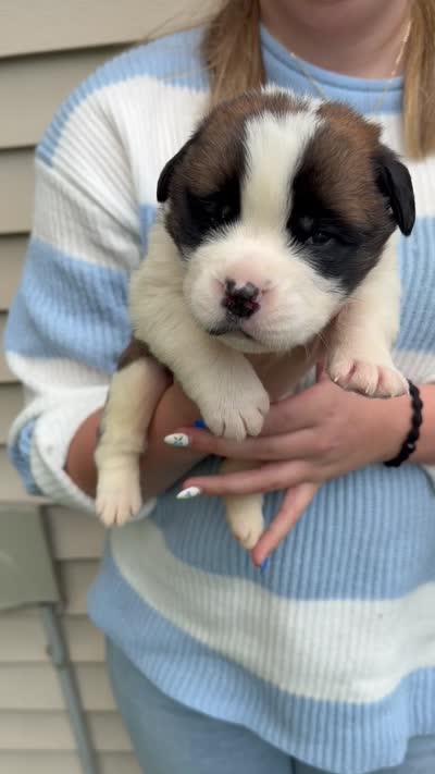 Lillian, a female Saint Bernard for sale in Savannah, MO – 1 of 1