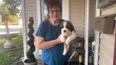 Deliilah, a female Saint Bernard for sale in Savannah, MO – 3 of 9