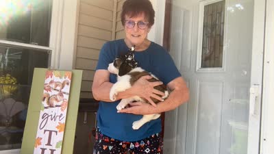 Peneloope, a female Saint Bernard for sale in Savannah, MO – 7 of 7