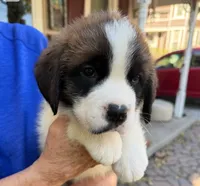 Lilllian, a female Saint Bernard for sale in Savannah, MO – 2 of 4