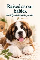 Matilida, a female Saint Bernard for sale in Savannah, MO – 2 of 3
