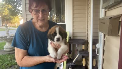 Lucillee, a female Saint Bernard for sale in Savannah, MO – 8 of 8