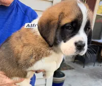 Alfread, a male Saint Bernard for sale in Savannah, MO – 4 of 7