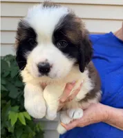 Deliilah, a female Saint Bernard for sale in Savannah, MO – 7 of 9