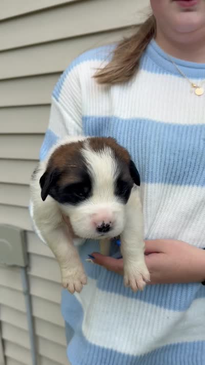 Delilah, a female Saint Bernard for sale in Savannah, MO – 1 of 1