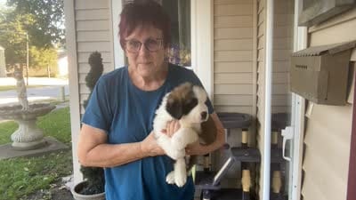 Bauldwin, a male Saint Bernard for sale in Savannah, MO – 5 of 9