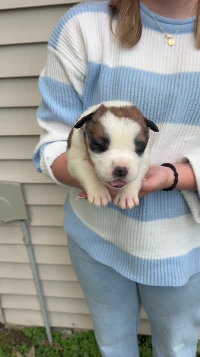 Penelope, a female Saint Bernard for sale in Savannah, MO – 1 of 2