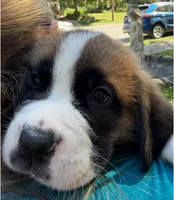 Sherlocck, a male Saint Bernard for sale in Savannah, MO – 6 of 9