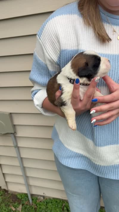 Baldwin, a male Saint Bernard for sale in Savannah, MO – 1 of 1