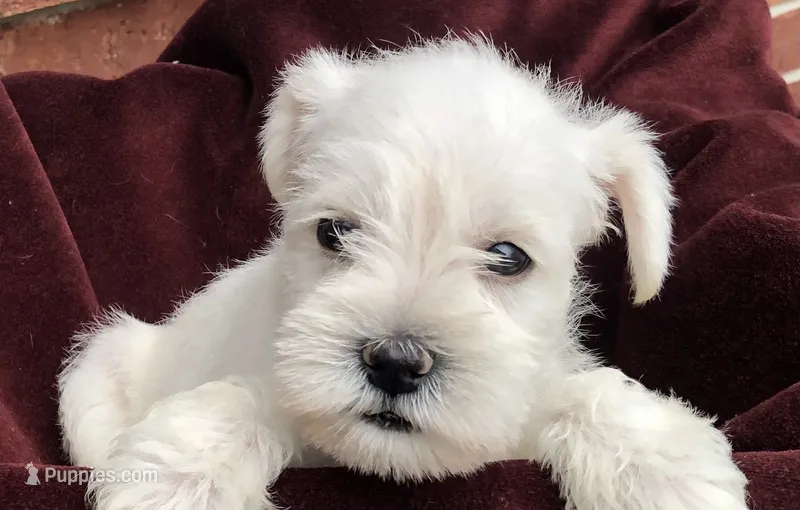 Coco, a female Miniature Schnauzer for sale in Humble, TX – 1 of 3