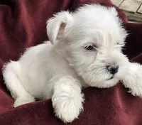 Coco, a female Miniature Schnauzer for sale in Humble, TX – 3 of 3