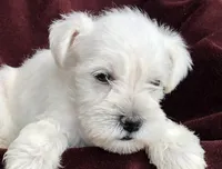 Coco, a female Miniature Schnauzer for sale in Humble, TX – 2 of 3