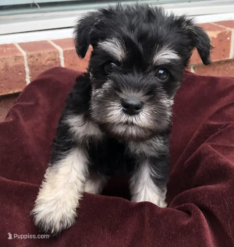 Mickey, a  Miniature Schnauzer for sale in Humble, TX – Photo 1 of 1
