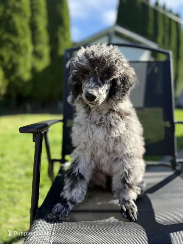 Oak – Poodle - Multi-Colored Standard puppy for sale in Longview, WA