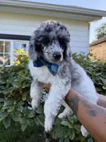 Spruce, a male Poodle - Multi-Colored Standard for sale in Longview, WA – 4 of 10