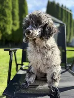 Oak, a male Poodle - Multi-Colored Standard for sale in Longview, WA – 4 of 4