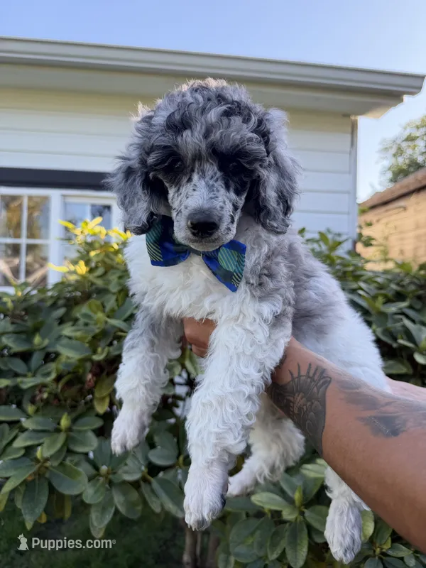 Spruce – Poodle - Multi-Colored Standard puppy for sale in Longview, WA