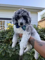 Spruce, a male Poodle - Multi-Colored Standard for sale in Longview, WA – 2 of 10