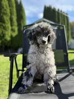 Oak, a male Poodle - Multi-Colored Standard for sale in Longview, WA – 3 of 4