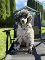 Oak, a male Poodle - Multi-Colored Standard for sale in Longview, WA – 2 of 4
