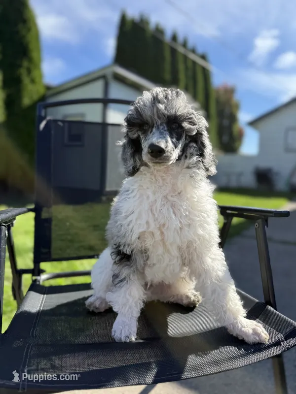 Spruce – Poodle - Multi-Colored Standard puppy for sale in Longview, WA