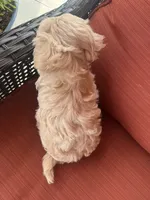 Biscuit, a male Maltipoo for sale in Heavener, OK – 4 of 6