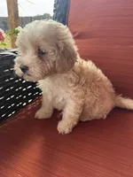 Mav, a male Maltipoo for sale in Heavener, OK – 5 of 9