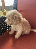 Mav, a male Maltipoo for sale in Heavener, OK – 9 of 9