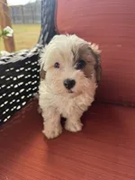 Sabey, a male Maltipoo for sale in Heavener, OK – 5 of 5