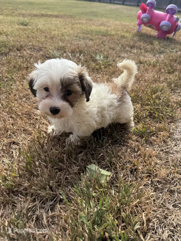Sabey – Maltipoo puppy for sale in Heavener, OK