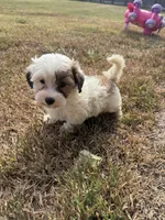 Sabey, a male Maltipoo for sale in Heavener, OK – 1 of 5