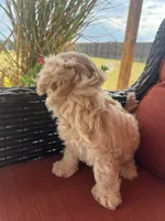 Biscuit, a male Maltipoo for sale in Heavener, OK – 2 of 6