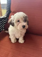 Sabey, a male Maltipoo for sale in Heavener, OK – 3 of 5