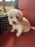 Mav, a male Maltipoo for sale in Heavener, OK – 4 of 9