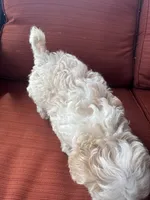 Mav, a male Maltipoo for sale in Heavener, OK – 8 of 9