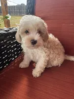 Mav, a male Maltipoo for sale in Heavener, OK – 2 of 9