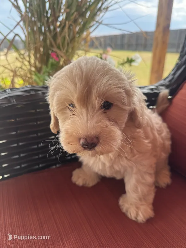 Biscuit – Maltipoo puppy for sale in Heavener, OK