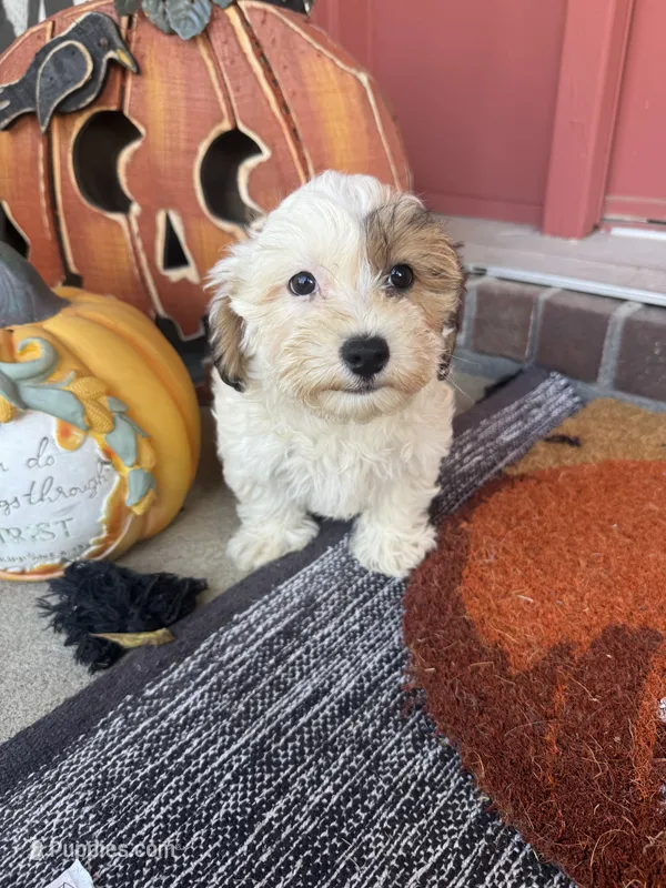 Sabey – Maltipoo puppy for sale in Heavener, OK