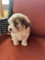 Sabey, a male Maltipoo for sale in Heavener, OK – 4 of 5