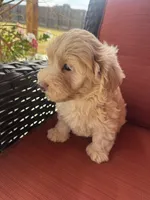 Biscuit, a male Maltipoo for sale in Heavener, OK – 3 of 6