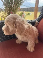 Biscuit, a male Maltipoo for sale in Heavener, OK – 6 of 6