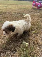 Sabey, a male Maltipoo for sale in Heavener, OK – 2 of 5