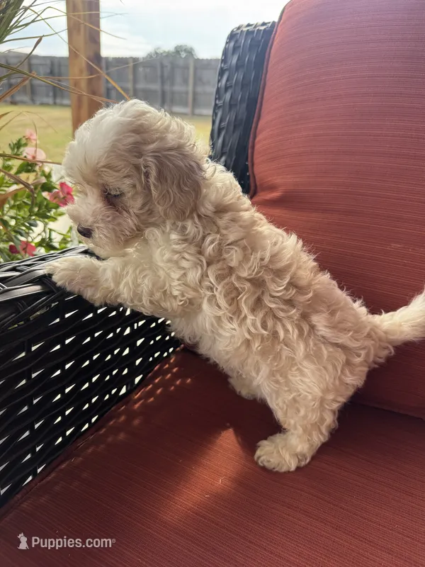 Mav – Maltipoo puppy for sale in Heavener, OK
