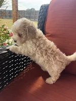 Mav, a male Maltipoo for sale in Heavener, OK – 1 of 9