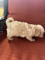 Mav, a male Maltipoo for sale in Heavener, OK – 6 of 9