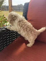Mav, a male Maltipoo for sale in Heavener, OK – 7 of 9