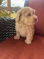 Biscuit, a male Maltipoo for sale in Heavener, OK – 5 of 6