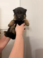 Olivia, a female German Shepherd Dog for sale in Knoxville, TN – 6 of 6