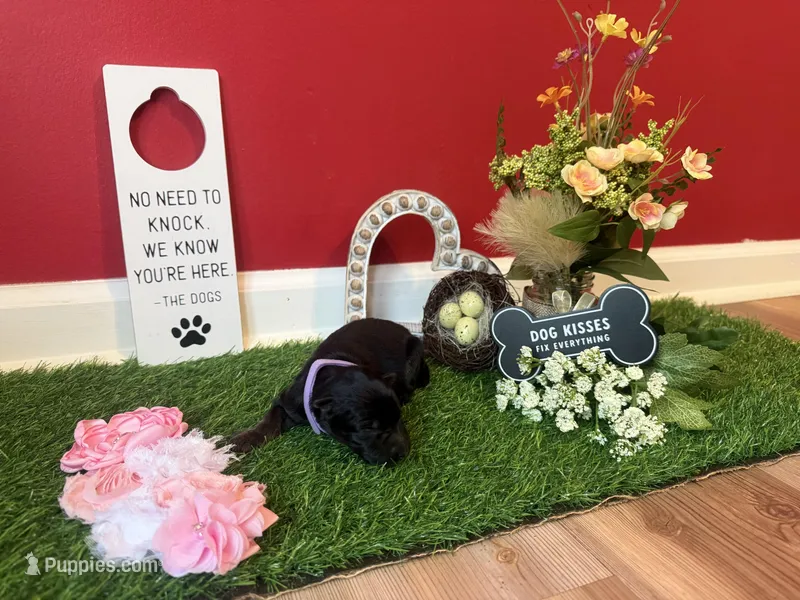 Vivi  – German Shepherd Dog puppy for sale in Knoxville, TN