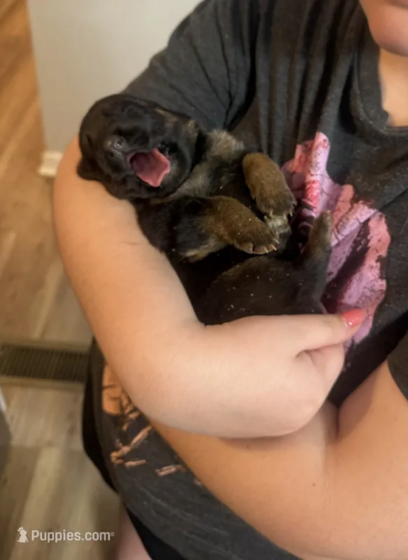 Olivia – German Shepherd Dog puppy for sale in Knoxville, TN